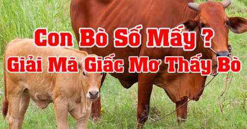 Con bò số mấy? Mơ thấy con bò đánh con gì dễ trúng?