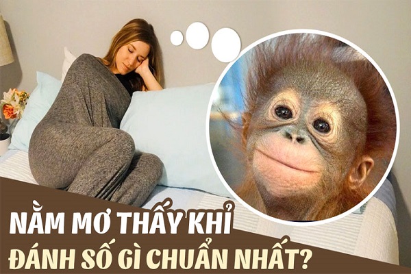 Mơ thấy con khỉ đánh số mấy?