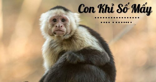 Con khỉ số mấy? Mơ thấy con khỉ đánh con số nào dễ trúng?