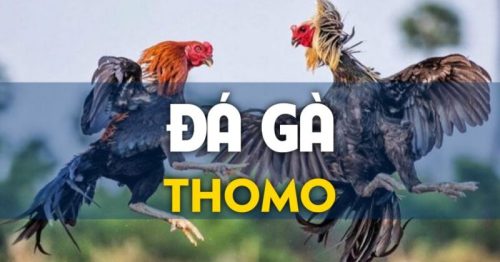 Khám phá đá gà Thomo hôm nay siêu hấp dẫn